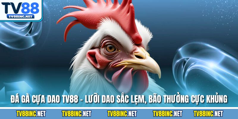 Đá gà cựa dao tv88 lưỡi dao sắc lẹm bao thưởng cực khủng